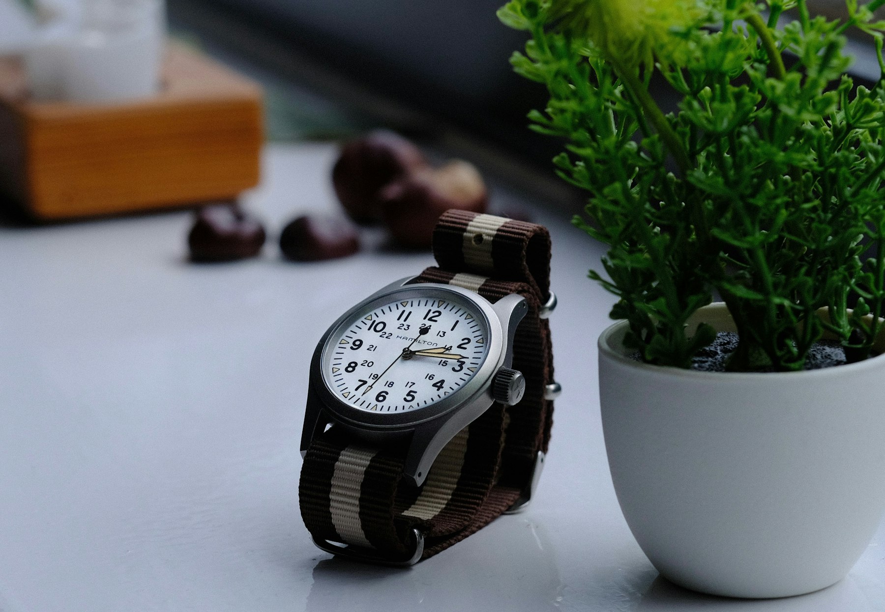 White-dial Hamilton Khaki Field watch on a striped textile strap beside a potted plant
